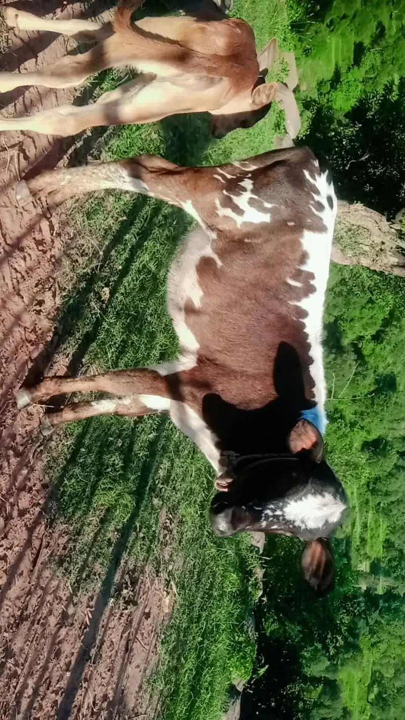 cow and vachi  03369578204 pa rapta kra — photo 3