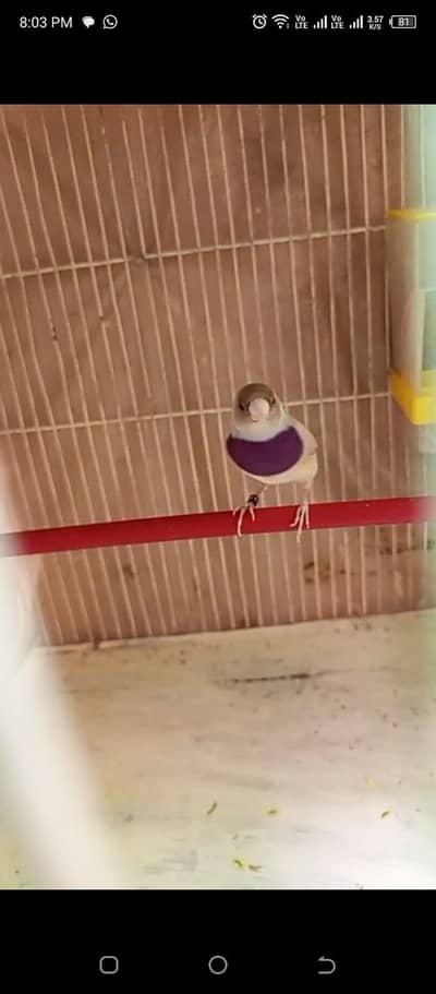 Gauldian & Lovebirds