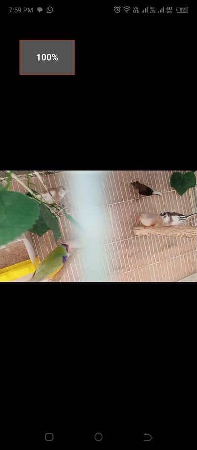 Gauldian & Lovebirds