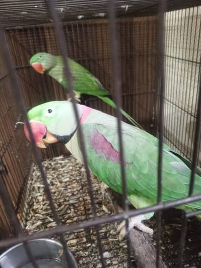 male female adult for sale