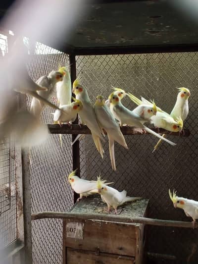 All kinds of parrots available