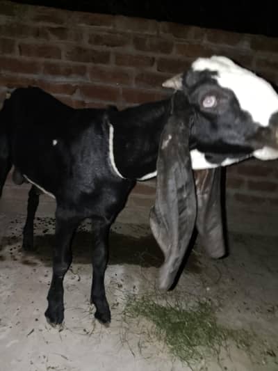 pure Desi Bakra for sale