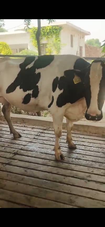 Purebred US Holstein Fresian