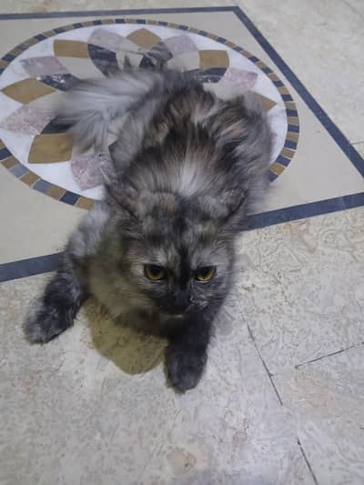 Persian