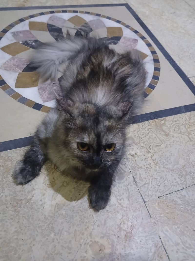 Persian 0