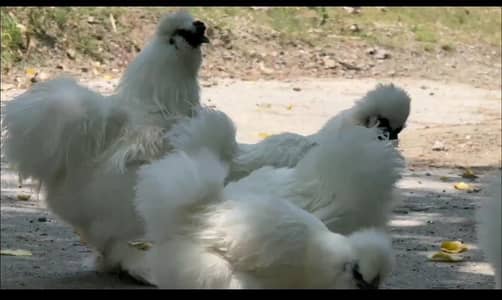 White Silkie Breeders