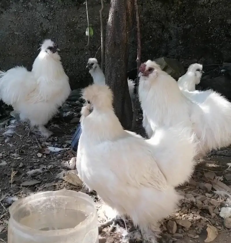 White Silkie Breeders — photo 2