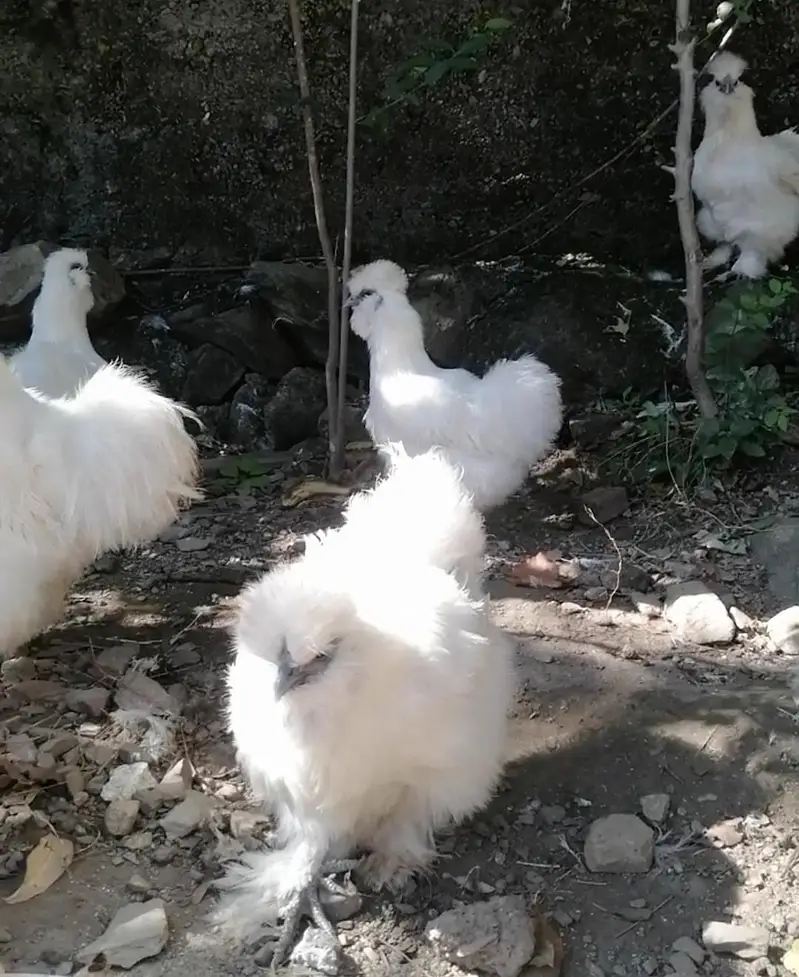 White Silkie Breeders — photo 3