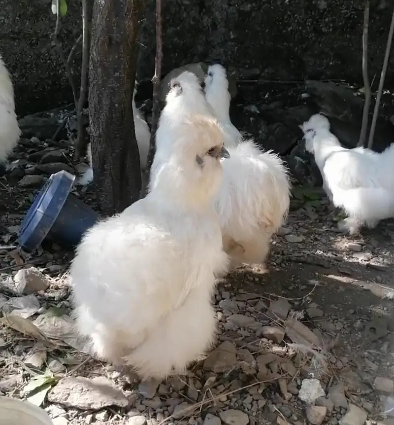 White Silkie Breeders — photo 4