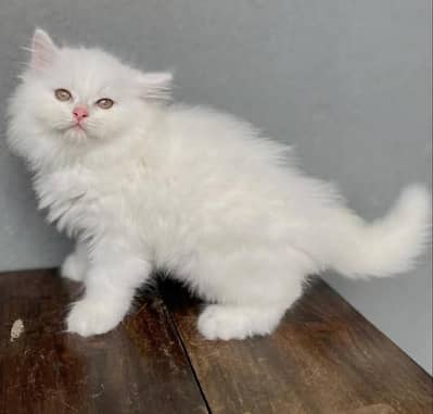 beautiful and healthy cat far sale