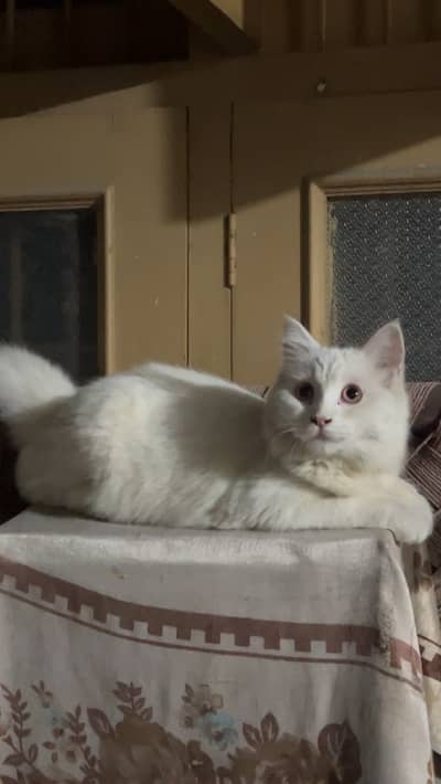 Persian Cat, 7 months old, female. ” You could also add Litter trained