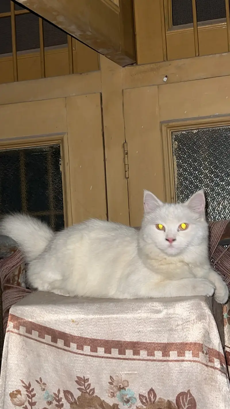 Persian Cat, 7 months old, female. ”  Litter trained — photo 2