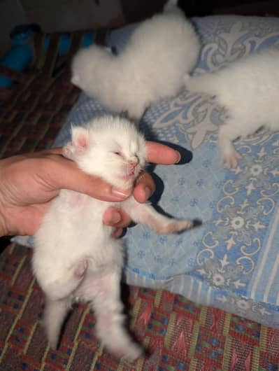 3 male cats baby for sale with white color 03457855764