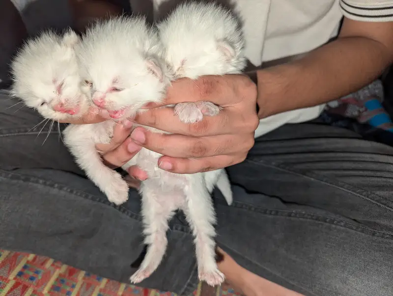 3 male cats baby for sale with white color 03457855764 — photo 2