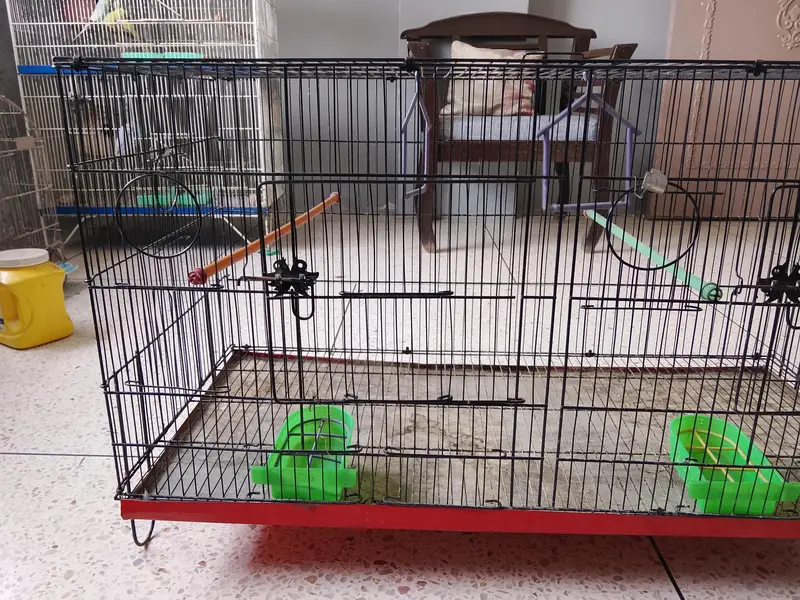 BUDGIES CAGE — photo 5