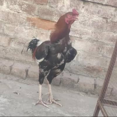 Ghr ki Dassi Mugiyan murga or full-size pijra bi