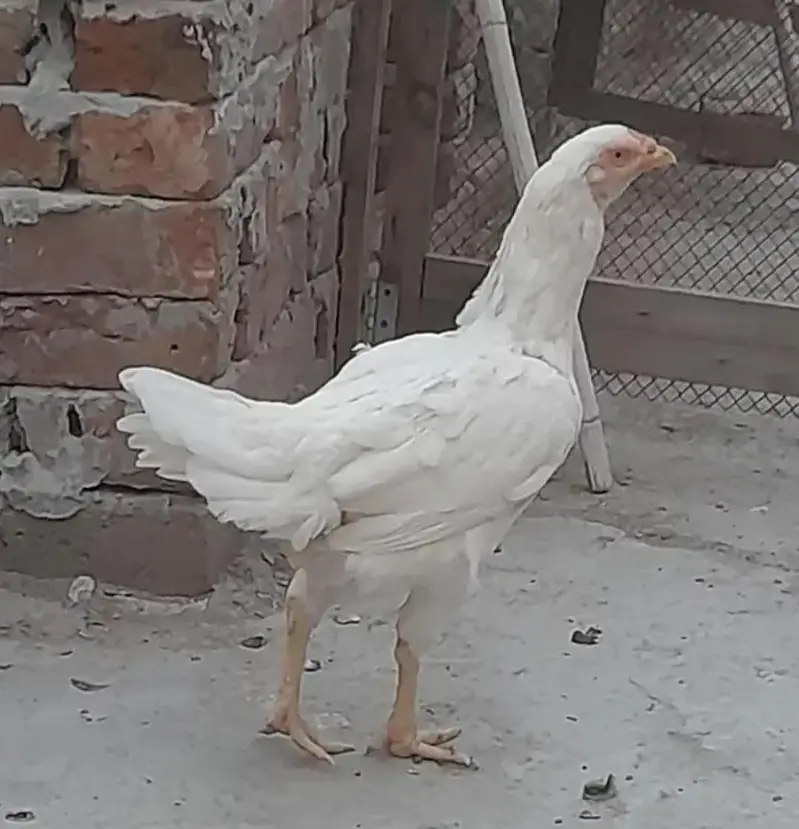 Ghr ki Dassi Mugiyan murga or full-size pijra bi — photo 2