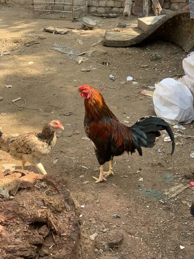  2 خوبصورت اور صحت مند مرغے فروخت کے لیے — اچھی نسل، بہترین حالت