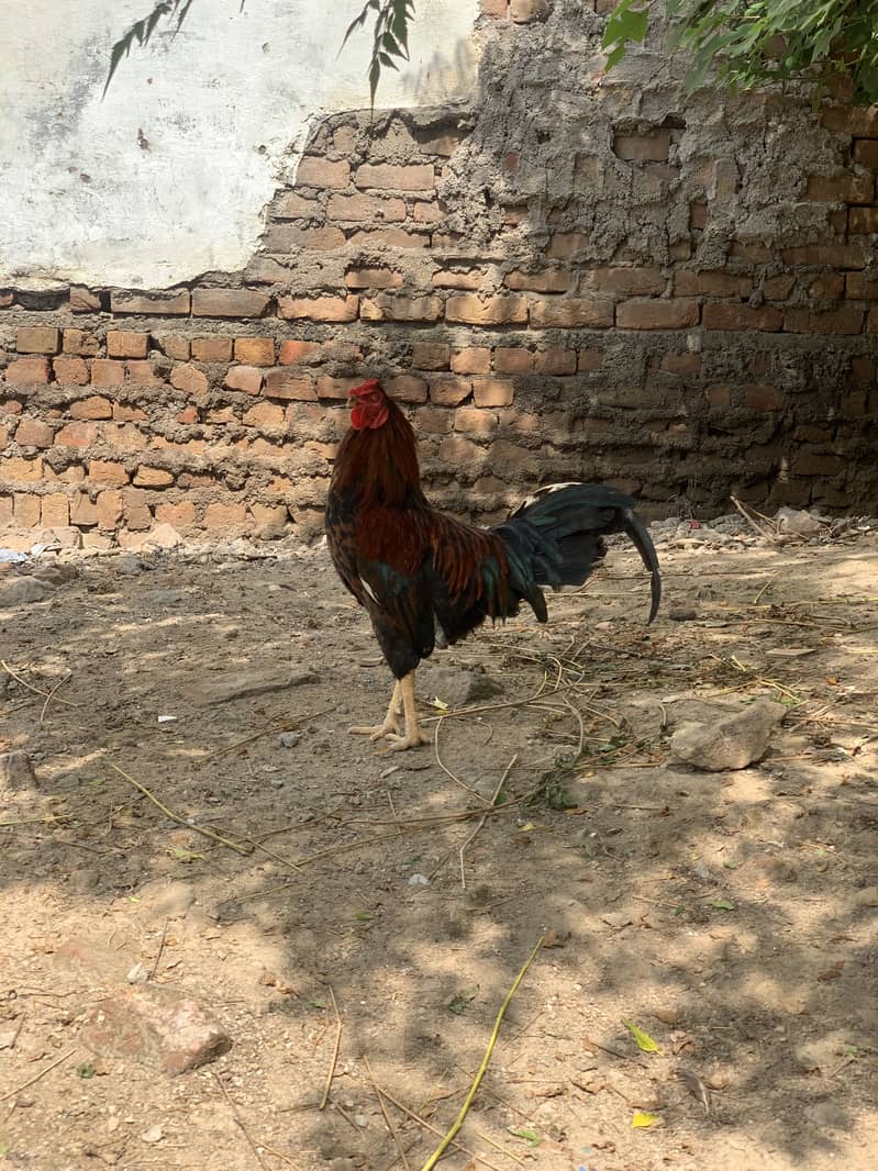  2 خوبصورت اور صحت مند مرغے فروخت کے لیے — اچھی نسل، بہترین حالت 2