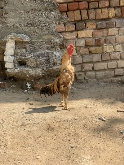2 خوبصورت اور صحت مند مرغے فروخت کے لیے — اچھی نسل، بہترین حالت