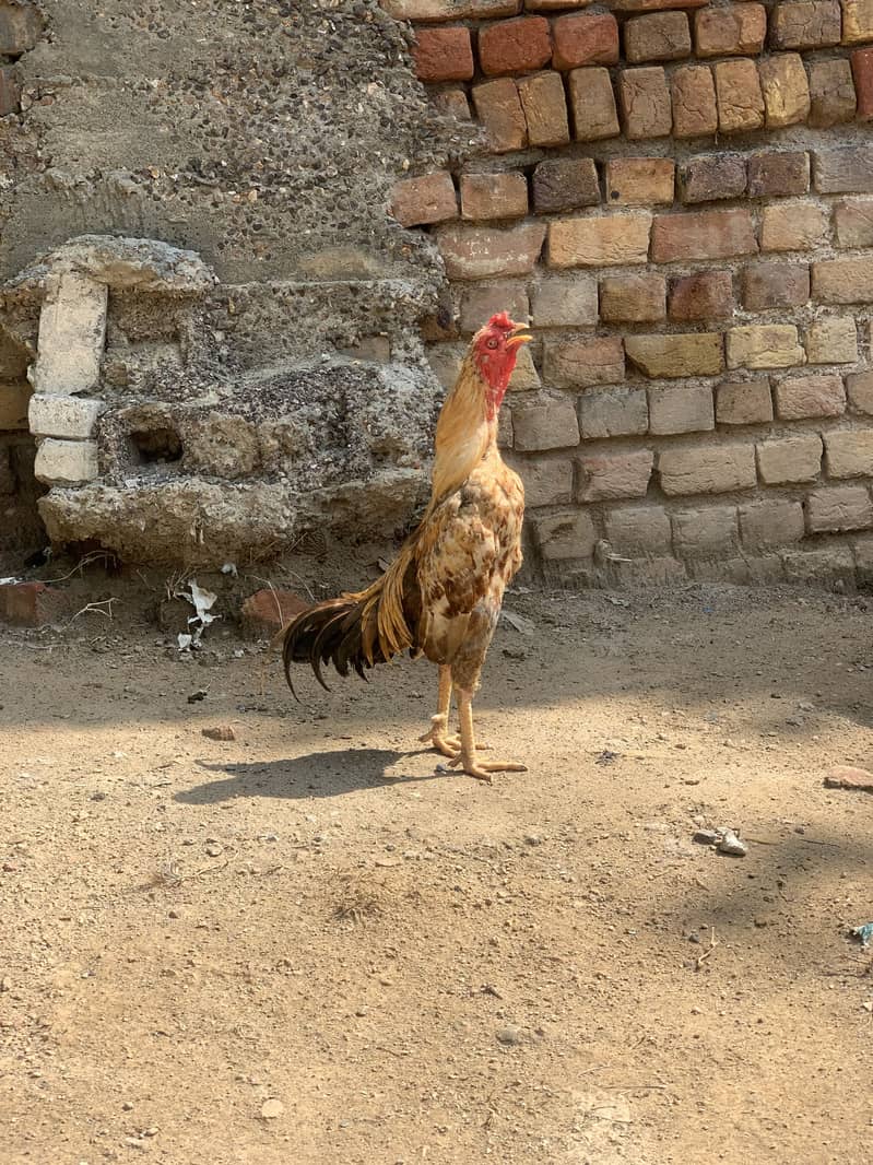  2 خوبصورت اور صحت مند مرغے فروخت کے لیے — اچھی نسل، بہترین حالت 6