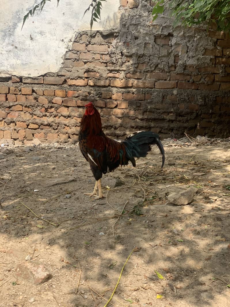  2 خوبصورت اور صحت مند مرغے فروخت کے لیے — اچھی نسل، بہترین حالت 7