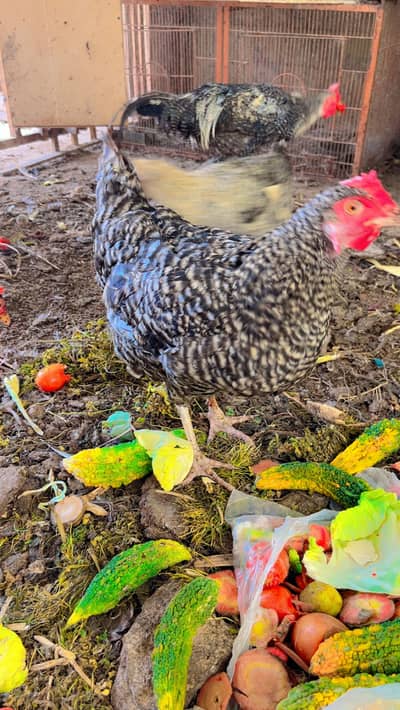 4hens 1 rooster all together