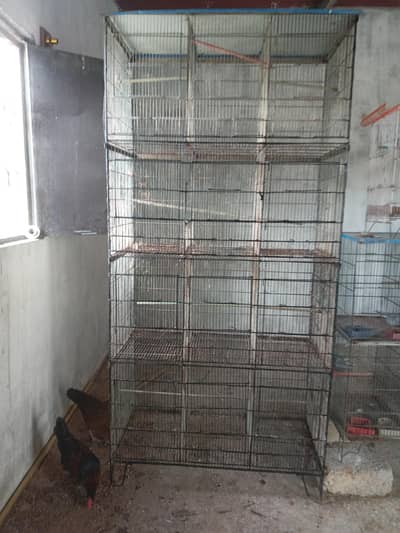 cage 12 poin jambo siz