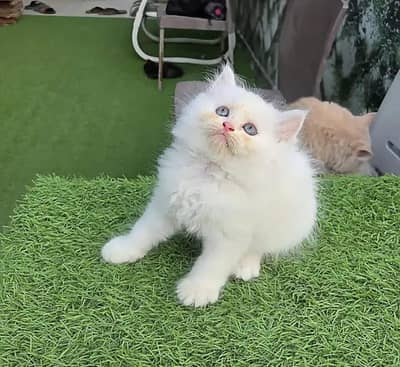 beautiful and healthy cat far sale