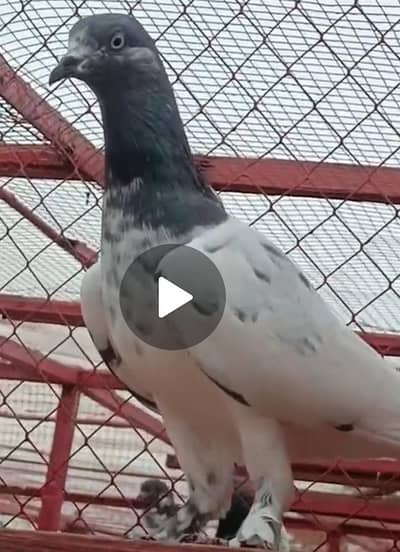 pipla waly Kaboter