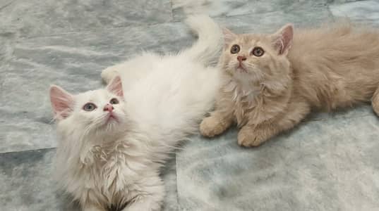 Doll-Face Persian Kittens  Triple-Coat Persian / Longhair Kittens  Pu