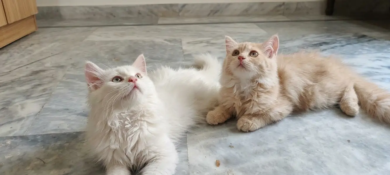 Doll-Face Persian Kittens  Triple-Coat Persian / Longhair Kittens  Pu — photo 2
