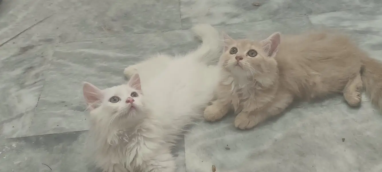 Doll-Face Persian Kittens  Triple-Coat Persian / Longhair Kittens  Pu — photo 3