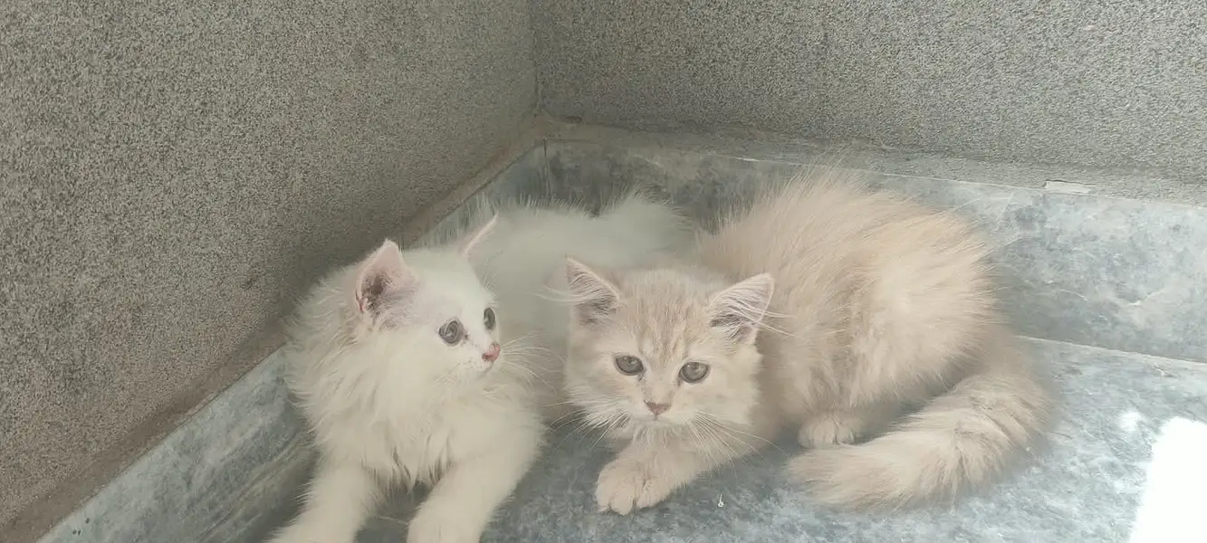 Doll-Face Persian Kittens  Triple-Coat Persian / Longhair Kittens  Pu — photo 4