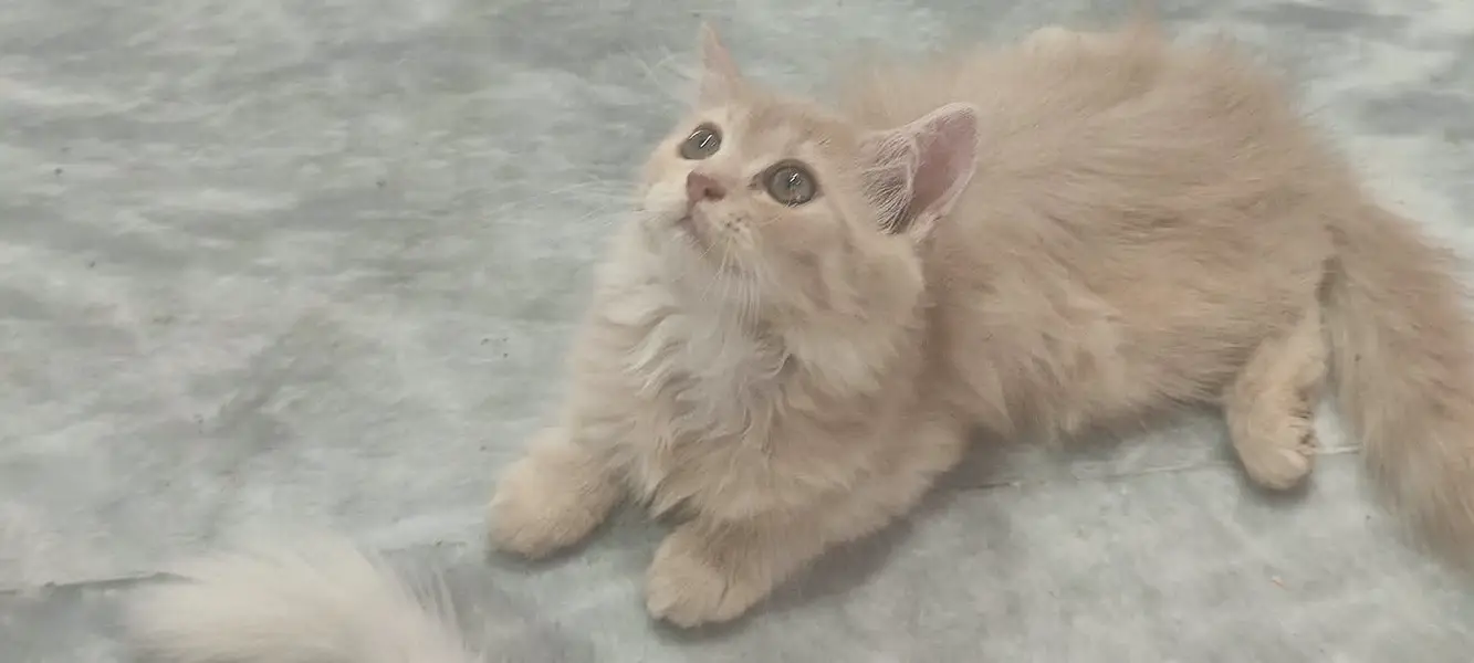 Doll-Face Persian Kittens  Triple-Coat Persian / Longhair Kittens  Pu — photo 7