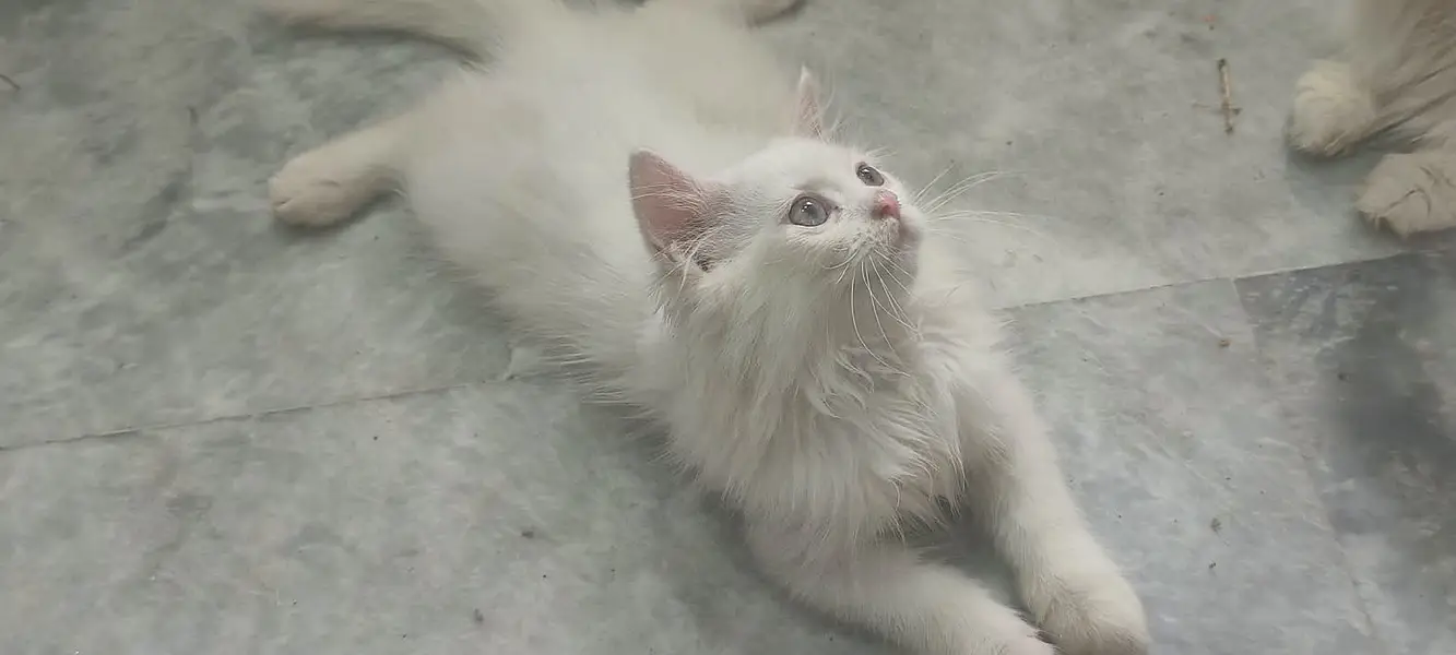 Doll-Face Persian Kittens  Triple-Coat Persian / Longhair Kittens  Pu — photo 8