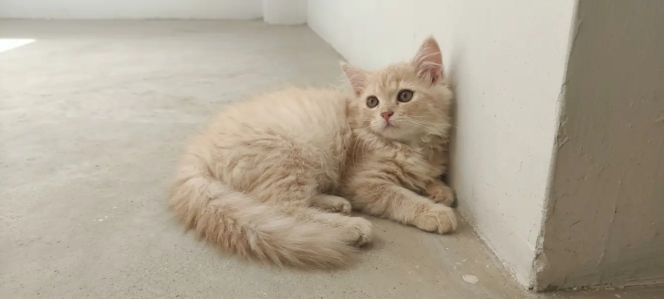 Doll-Face Persian Kittens  Triple-Coat Persian / Longhair Kittens  Pu — photo 10