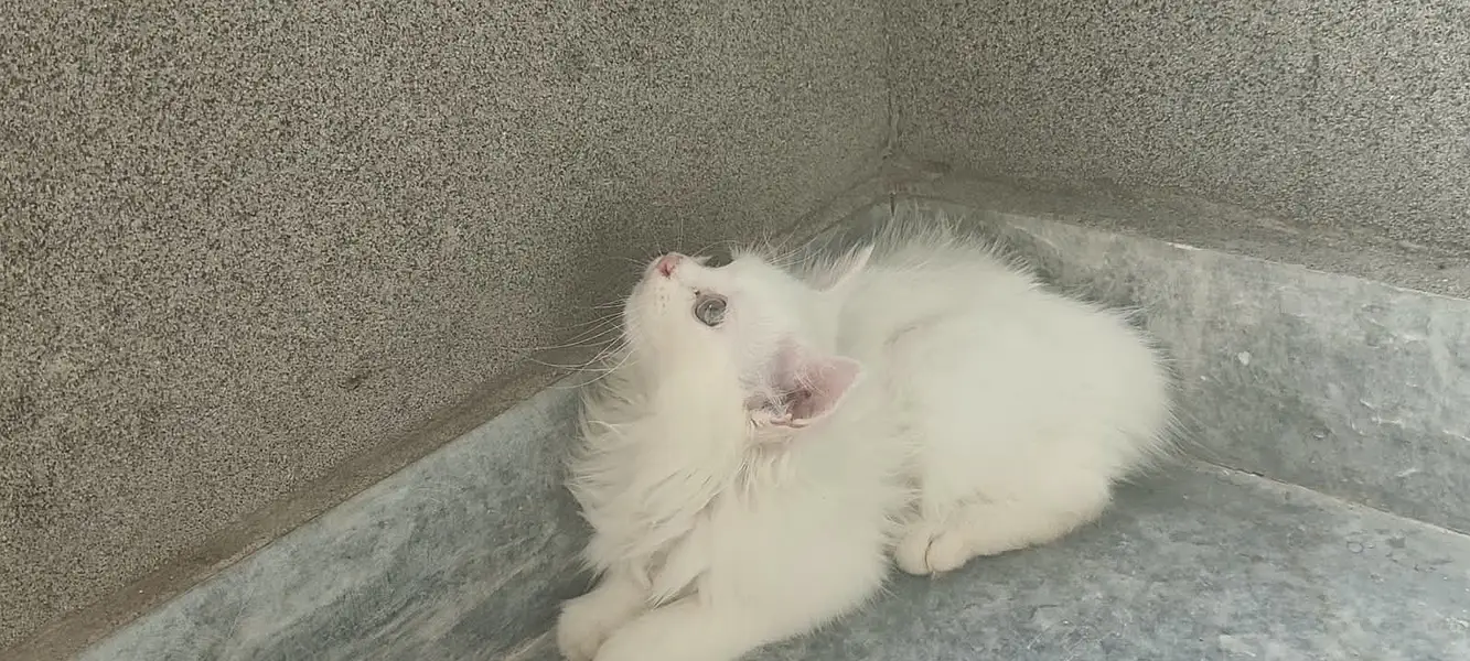 Doll-Face Persian Kittens  Triple-Coat Persian / Longhair Kittens  Pu — photo 11
