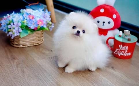 Pomeranian Male puppy For Sale