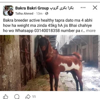 Gulabi bakra