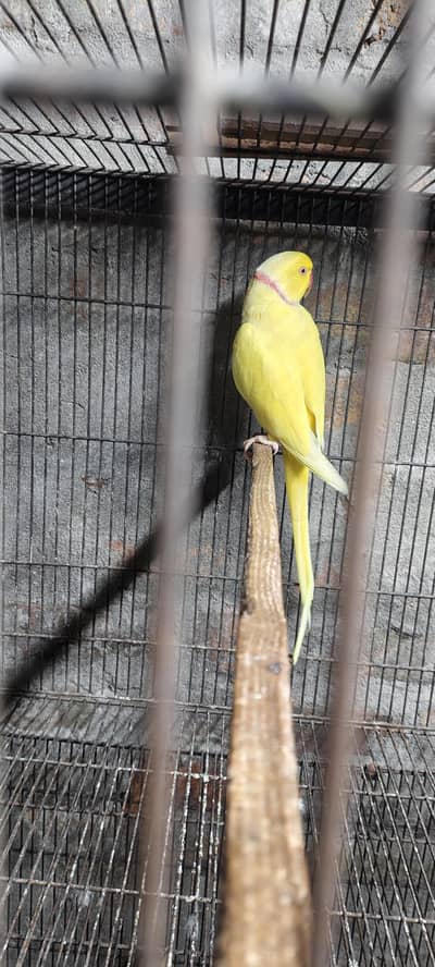 yellow  male