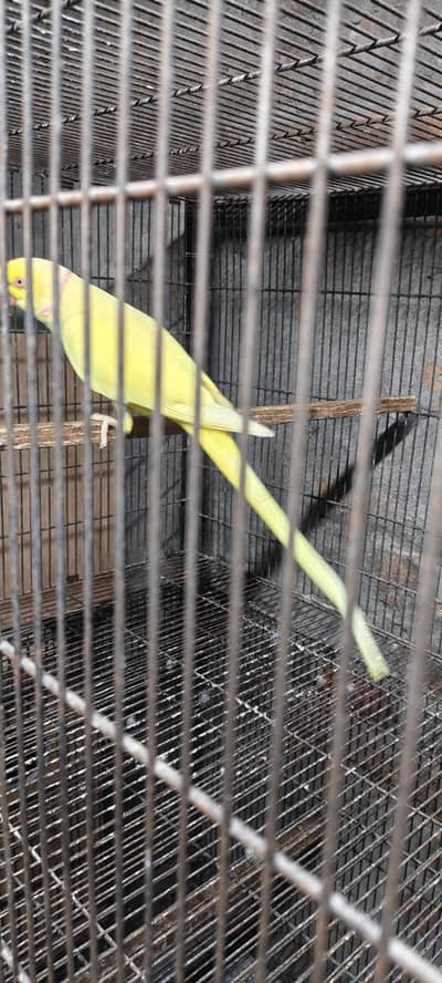 yellow  male
