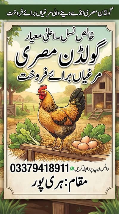 Golden Misri Chicks / Birds – 5.5 Months Age For Sale