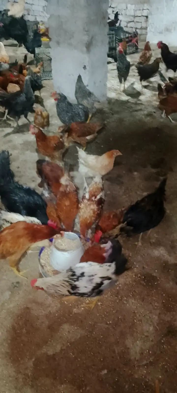 Golden Misri Chicks / Birds – 5.5 Months Age For Sale — photo 2