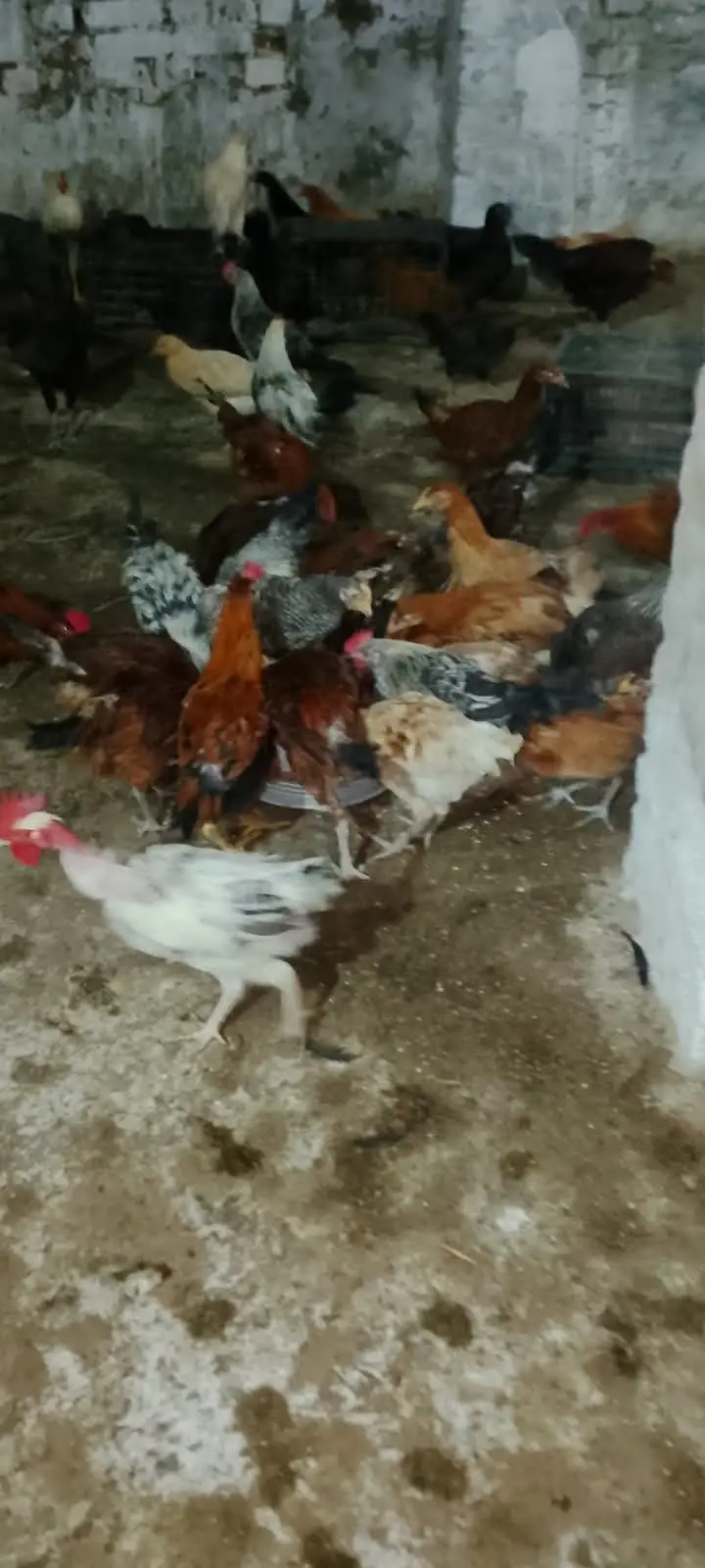 Golden Misri Chicks / Birds – 5.5 Months Age For Sale — photo 3