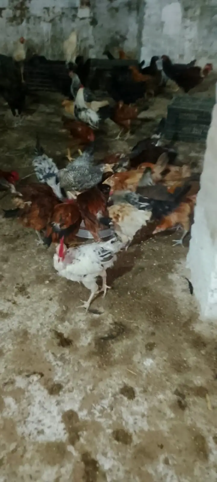 Golden Misri Chicks / Birds – 5.5 Months Age For Sale — photo 4