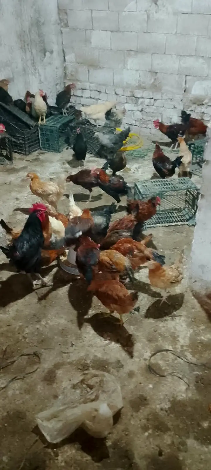 Golden Misri Chicks / Birds – 5.5 Months Age For Sale — photo 5