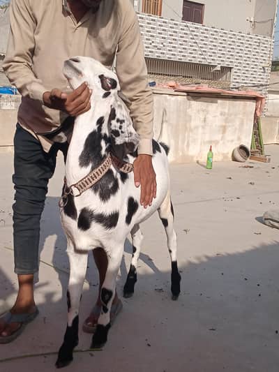 goats