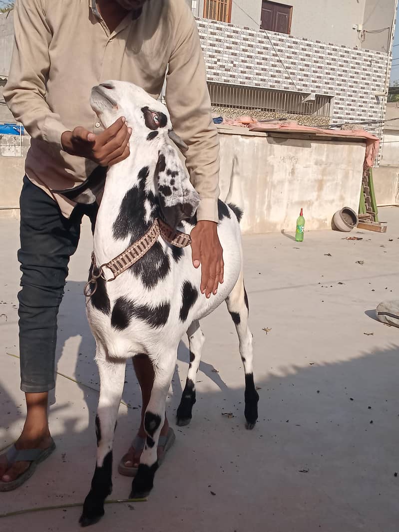 goats 0