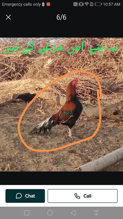 amroha cross 5 patthe for sale hai